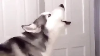 Furry Gay Porn 143